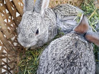 角川集团介绍《装甲核心6》销量超出公司预期